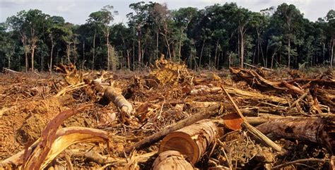 Deforestation Drives Disease, Climate Change and It’s Happening at a ...