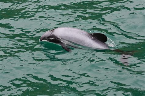 Milford Sound wildlife location in New Zealand, Australasia | Wildlife ...