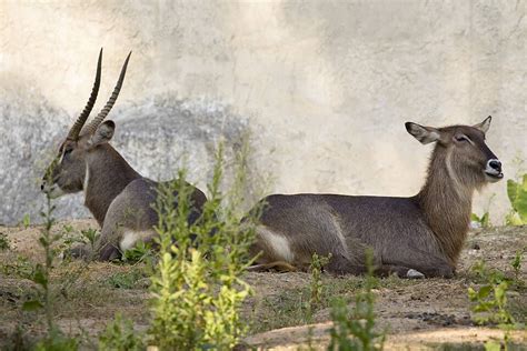 An Antelope At Ease In Its Natural Habitat A Snapshot Of Wild Animals ...