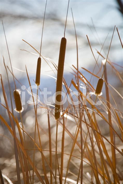 Cattails In Winter Stock Photo | Royalty-Free | FreeImages