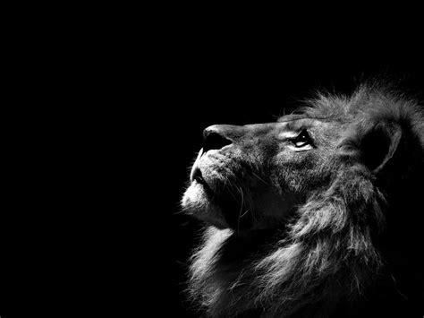 🔥 [45+] Lion Roar Wallpapers | WallpaperSafari