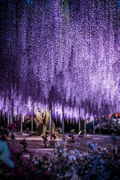 LifeisVeryBeautiful | Purple wisteria, Wisteria tree, Wisteria japan