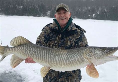 Check out this massive tiger muskie catch. Angler skill or maybe good ...