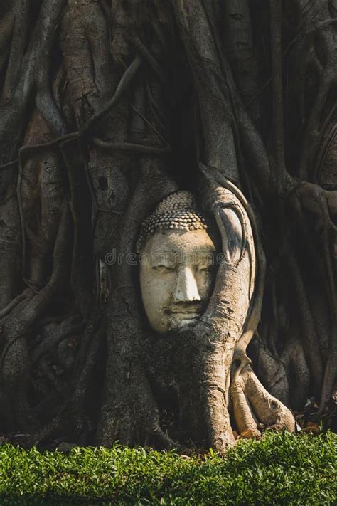 Buddha Head in Tree Roots at Wat Mahathat Temple Stock Photo - Image of ...