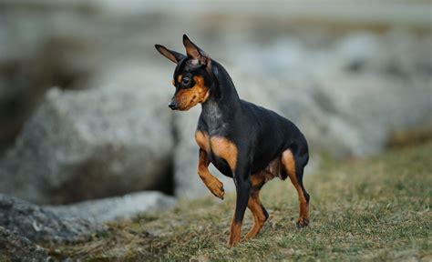 Miniature Pinscher (Min Pin): Breed Characteristics & Care