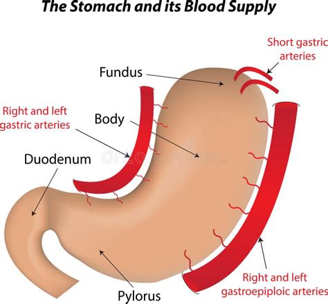 The Stomach and Its Blood Supply Stock Vector - Illustration of veins ...