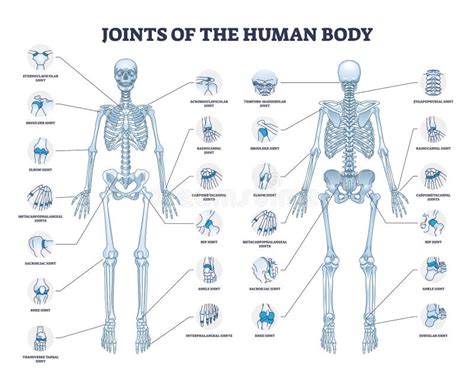 Joints of Human Body with All Medical Parts Collection in Outline ...