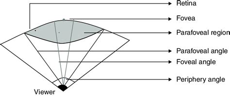 1 Foveal, parafoveal, and peripheral vision. | Download Scientific Diagram