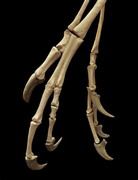 Dromaeosaurus_hands.JPG (1178×1536) -Muséum National d'histoire ...