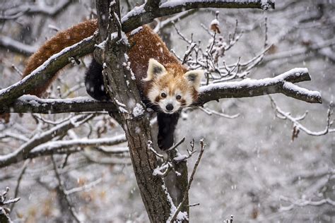 Red Panda Photography Tours - India Wildlife Photo Safaris