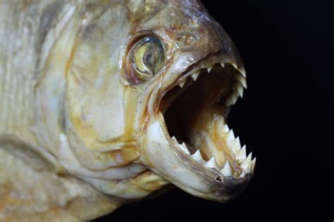 Could Piranha Really Turn You Into a Skeleton in a Matter of Minutes?