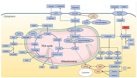 IJMS | Free Full-Text | Hormone-Glutamine Metabolism: A Critical ...