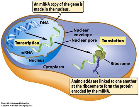 Ms. Mora's Biology Blog: FROM DNA TO PROTEINS: TRANSCRIPTION. (DE ADN A ...