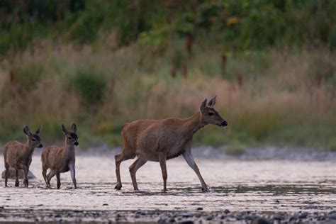 Watch for These 9 Types of Wildlife on Kodiak Island