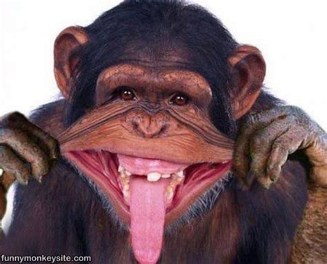 Making A Funny Face - Funny Monkey Pictures