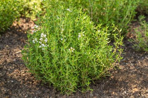 Growing Thyme (Plant, Harvest, Preserve) — Homesteading Family