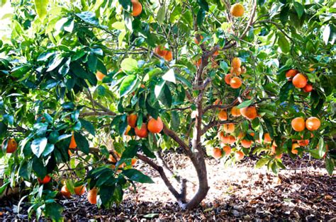 Facts About the Blood Orange Tree: Types and Health Benefits - HubPages