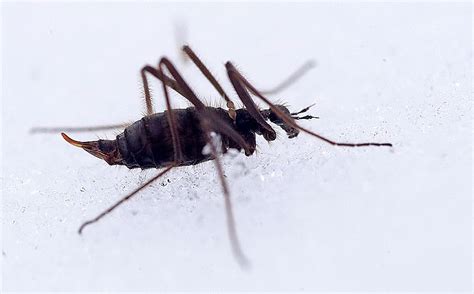 5 mind-blowing bugs that are active in winter | Gulo in Nature