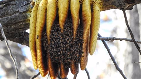 Honey bees create nest on branch | 9news.com