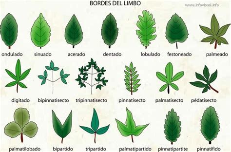 Resultado de imagen para arbol hoja alargada | Foliage plants, Leaves ...