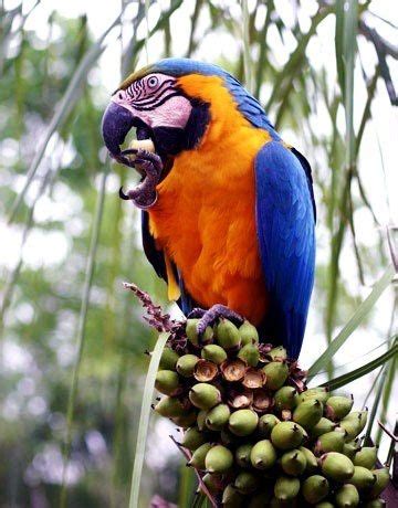 Blue And Gold Macaw Wild Diet - dfwtoday