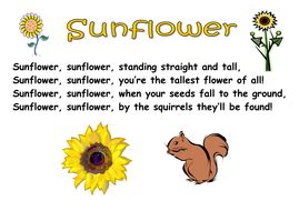 Themed Poems - seeds and plants | Teaching Resources | Sunflower poem ...