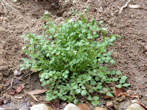 Common Garden Weeds Pacific Northwest | Fasci Garden