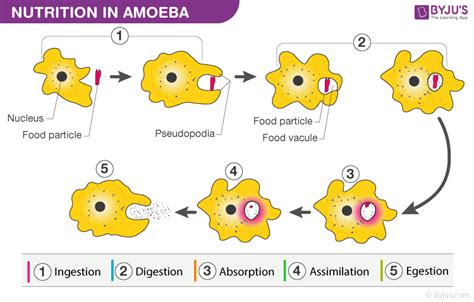 Describe the process of nutrition in amoeba with the help of diagram.