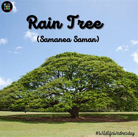 The Rain Tree (Samanea Saman)