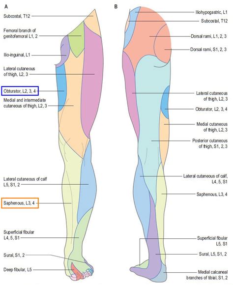 Cutaneous Innervation