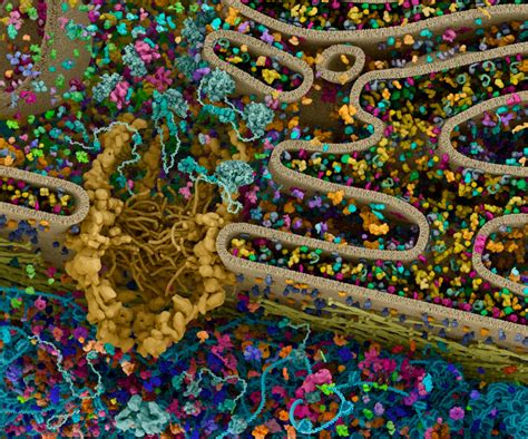 Cellular Landscapes: Protein Synthesis | CST