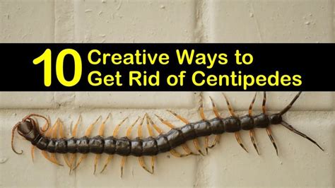 10 Creative Ways to Get Rid of Centipedes | Centipede, Diy pest control ...