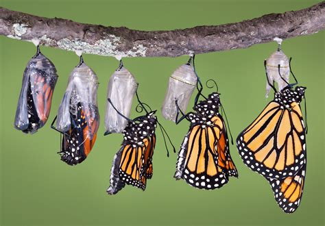 Monarch butterfly | Life Cycle, Caterpillar, Migration, Endangered ...