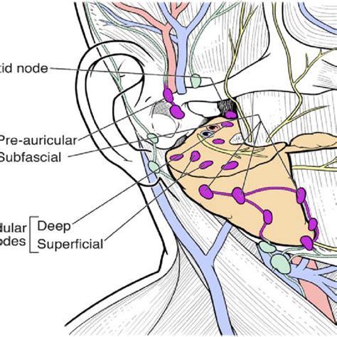 Schematic illustration showing the submandibular nodes and their ...