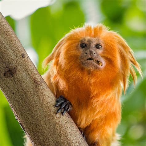 Golden Lion Tamarin Habitat - Where Do Tamarins Live? - Primates Park