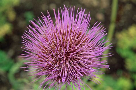 Cardoon Flower (cynara Cardunculus) Photograph by Jim D Saul/science ...