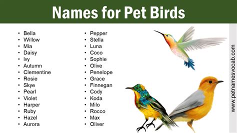 Names for Pet Birds: Perfect Names for Your Feathered Friend - Pet ...