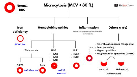 Microcytosis • The Blood Project