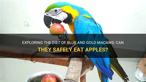 Exploring The Diet Of Blue And Gold Macaws: Can They Safely Eat Apples ...