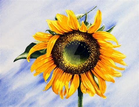 Sunflower watercolour painting by thelastcelt on DeviantArt