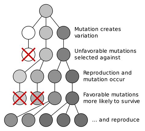 How does natural selection work? + Example