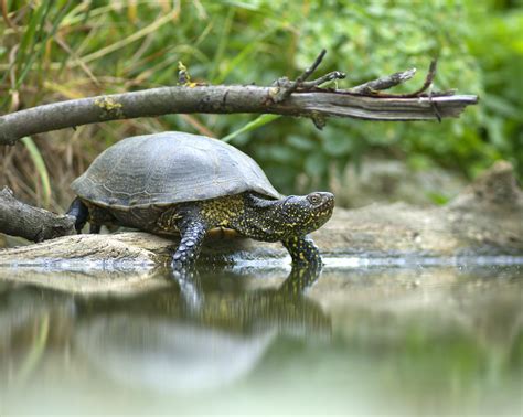 Freshwater turtles improve the health of river systems - Earth.com