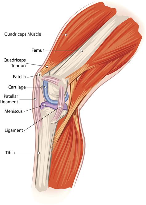 Anatomy, Pathology & Treatment of the Knee Joint - Articles & Advice ...