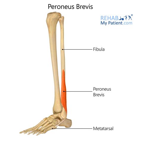 Peroneus Brevis | Rehab My Patient