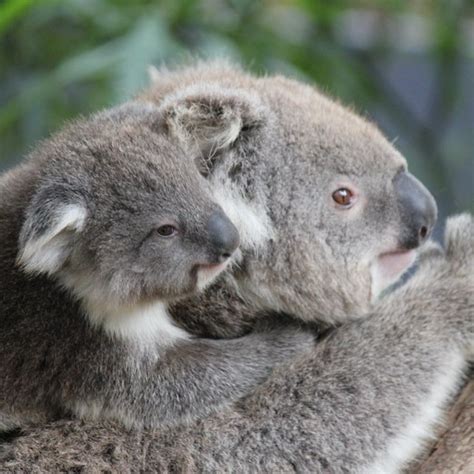 Koala Bears Hugging