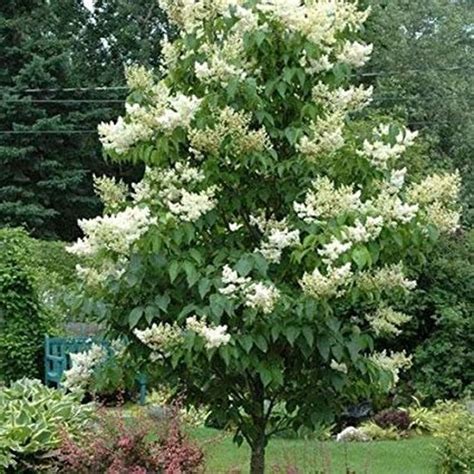 20 pcs White Japanese Lilac Bonsai Flower seeds-Syringa Amurensis ...