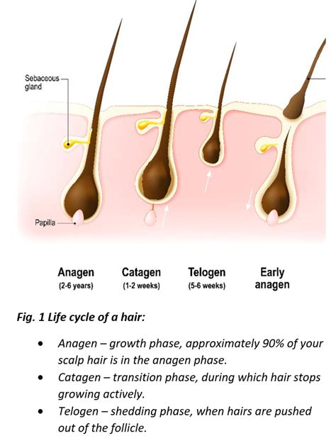 Understanding the Connection Between Hormones and Hair Loss ...