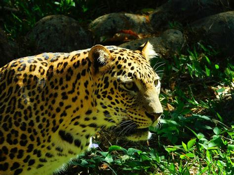 Indian Leopard (Panthera pardus fusca)