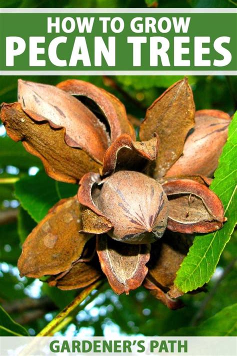 How to Grow and Care for Pecan Trees | Gardener’s Path