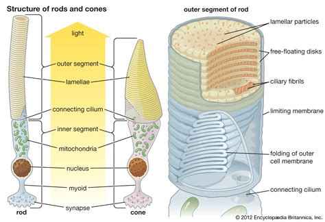 Human Eye Diagram With Rods And Cones